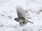 Emberiza schoeniclus
