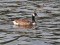 Branta canadensis
