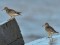 Calidris maritima