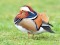Mandarin Duck (Aix galericulata) Kuldiga, 03-Nov-2019. © Juris Vigulis Aix galericulata