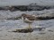 Common Sandpiper (Actitis hypoleucos) Mangalsala, Riga, 07-Nov-2019. © Igors Denisovs Actitis hypoleucos