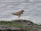 Common Ringed Plover (Charadrius hiaticula) Mangalsala, Riga, 12-Nov-2019. © Igors Denisovs Charadrius hiaticula