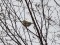 Phylloscopus collybita