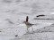 Motacilla alba