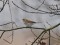 Emberiza schoeniclus