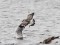 Larus fuscus