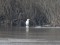 Ardea alba