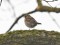 Redwing (Turdus iliacus) Vecmilgravis, Riga, 12-Dec-2019. © Igors Denisovs Turdus iliacus