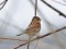 Common Reed Bunting (Emberiza schoeniclus) Lielupe river mouth, Jurmala, 14-Dec-2019. © Igors Denisovs Emberiza schoeniclus