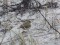 Chiffchaff (Phylloscopus collybita) Liepaja harbor S pier surroundings, Liepaja, 14-Dec-2019. © Karlis Millers Phylloscopus collybita