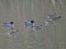 Eurasian Teal (Anas crecca) Sarkandaugava distributary, Riga, 15-Dec-2019. © Igors Denisovs Anas crecca