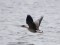 Tundra Bean Goose (Anser serrirostris) Mangalsala pier, Riga, 15-Dec-2019. © Arnis Arnicans Anser serrirostris