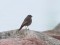 Black Redstart (Phoenicurus ochruros) Pavilosta harbor N pier, Pavilosta, 21-Dec-2019. © Edgars Smislovs Phoenicurus ochruros