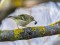 Phylloscopus humei