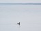 Brant Goose (Branta bernicla) Mangalsala pier, Riga, 22-Dec-2019. © Igors Denisovs Branta bernicla