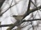 Phylloscopus humei
