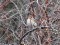 Emberiza schoeniclus