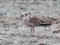 Lesser Black-backed Gull (Larus fuscus) Getlini rubbish dump, Stopini county, 28-Dec-2019. © Edgars Smislovs Larus fuscus