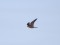 Merlin (Falco columbarius) Ciekurkalns, Riga, 01-Jan-2020. © Arnis Arnicans Falco columbarius