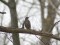 Turdus viscivorus