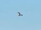 Gallinago gallinago
