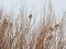Twite (Carduelis flavirostris) Liepaja harbor S pier, Liepaja, 11-Jan-2020. © Karlis Millers Carduelis flavirostris