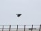 Carrion Crow (Corvus corone) Atmodas blvd., Liepaja, 11-Jan-2020. © Karlis Millers Corvus corone