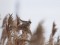 Common Reed Bunting (Emberiza schoeniclus) Bolderaja, Riga, 11-Jan-2020. © Arnis Arnicans Emberiza schoeniclus