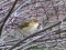 Chiffchaff (Phylloscopus collybita) Daugavgriva, Riga, 11-Jan-2020. © Arnis Arnicans Phylloscopus collybita