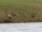 Eurasian Wigeon (Anas penelope) Renka darzs,, Ventspils, 14-Jan-2020. © Andris Klepers Anas penelope