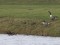 Canada Goose (Branta canadensis) Kirsindikis pond, Ventspils, 14-Jan-2020. © Andris Klepers Branta canadensis