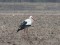 White Stork (Ciconia ciconia) Ziras surroundings, Ventspils county, 14-Jan-2020. © Andris Klepers Ciconia ciconia