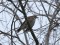 Redwing (Turdus iliacus) Seaside park, Ventspils, 14-Jan-2020. © Andris Klepers Turdus iliacus