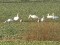 Greylag Goose (Anser anser) Rude, Nica county, 17-Jan-2020. © Karlis Millers Anser anser