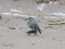Motacilla alba