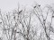 Hawfinch (Coccothraustes coccothraustes) Carnikava, 19-Jan-2020. © Igors Denisovs Coccothraustes coccothraustes