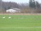 Greylag Goose (Anser anser) Grobina surroundings, Grobina county, 20-Jan-2020. © Karlis Millers Anser anser