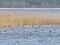 Fulica atra