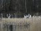 Ardea alba