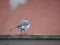 White Wagtail (Motacilla alba) Dubrovina park, Daugavpils, 28-Jan-2020. © Andris Erts Motacilla alba