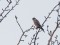 Merlin (Falco columbarius) Grapji peninsula, Riga, 31-Jan-2020. © Edgars Smislovs Falco columbarius