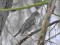 Turdus iliacus Mistle Thrush (Turdus viscivorus) Vecmilgravis, Riga, 31-Jan-2021. © Igors Denisovs