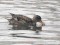 Anas strepera Gadwall (Anas strepera) Sunupe, Daugavpils, 04-Feb-2021. © Andris Erts