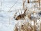 Emberiza schoeniclus Reed Bunting (Emberiza schoeniclus) Bernati polder, Nica county, 06-Feb-2021. © Karlis Millers