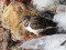 Arenaria interpres Ruddy Turnstone (Arenaria interpres) Liepaja harbor S pier, Liepaja, 07-Feb-2021. © Karlis Millers