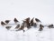 Carduelis cannabina Linnet (Carduelis cannabina) Gauja - Baltezers channel surroundings, Adazi county, 10-Feb-2020. © Igors Denisovs