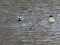 Tachybaptus ruficollis Little Grebe (Tachybaptus ruficollis) Sunupe river, Daugavpils, 12-Feb-2021. © Andris Erts