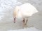 Cygnus olor immutabilis Polish Mute Swan (Cygnus olor immutabilis) Starpinupīte river mouth, Engure county, 14-Feb-2021. © Juris Vigulis