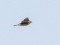 Alauda arvensis Eurasian Skylark (Alauda arvensis) Liepaja harbor S pier, Liepaja, 21-Feb-2021. © Ainars Mankus