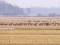 Anser serrirostris Tundra Bean Goose (Anser serrirostris) Nica fields, Nica county, 23-Feb-2021. © Peteris Daknis
